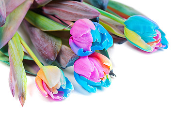 Image showing Unusual multicolored tulips