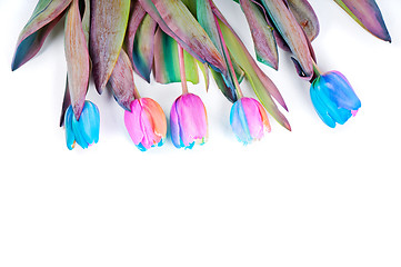 Image showing Unusual rainbow tulips for border or frame