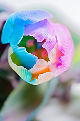 Image showing Closeup of multicolored tulip