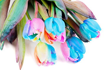 Image showing Strange multicolored tulips