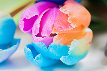 Image showing Macro of multicolored tulip