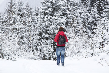 Image showing Young man hiking in wintry forest landscape