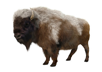 Image showing American Bison