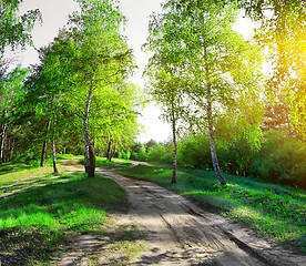 Image showing Road through birchwood