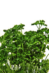 Image showing parsley green leaves 