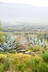 Image showing volubilis in morocco africa the old agave