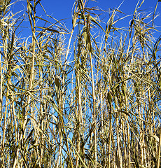 Image showing dead wood in the sky morocco africa winter