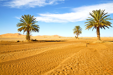 Image showing palm in the  desert oasi morocco sahara africa  