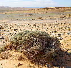 Image showing  old fossil in  the desert of morocco sahara and rock  stone sky