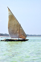 Image showing beach   in zanzibar seaweed   