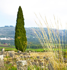 Image showing volubilis in cypress  deteriorated monument and 