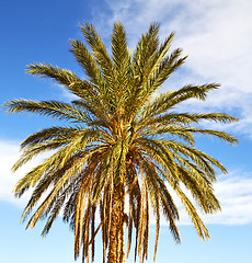 Image showing palm in the  desert oasi morocco sahara africa dune