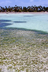 Image showing seaweed beach   in isle  sky  and sailing