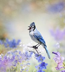 Image showing Blue Jay In The Garden