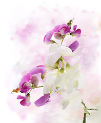 Image showing Sweet Pea Watercolor