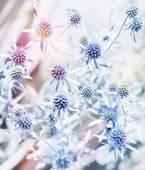 Image showing Blue Flowers Watercolor