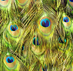 Image showing Peacock Feathers