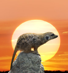 Image showing Meerkat Against  Sunset