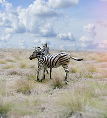 Image showing Zebras In The Savannah