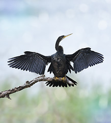 Image showing Anhinga Bird