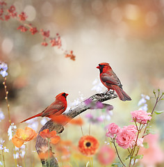 Image showing Northern Cardinals