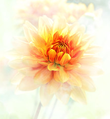 Image showing Dahlia Watercolor