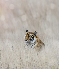 Image showing Tiger