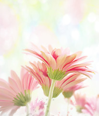 Image showing Gerbera Watercolor