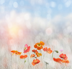 Image showing Poppy Field