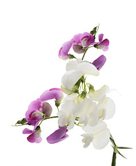 Image showing Sweet Pea Flowers