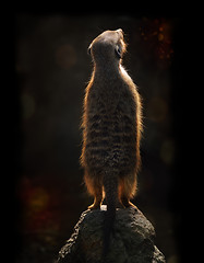 Image showing Meerkat At Sunset