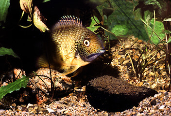 Image showing Banded Cichlid male protecting eggs. Heros Efasciatus