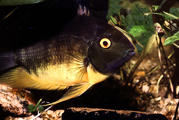 Image showing Banded Cichlid female protecting eggs. Heros Efasciatus