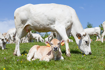 Image showing Free calf on Italian Alps