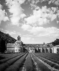 Image showing Lavander field