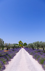 Image showing Lavander garden