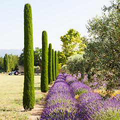 Image showing Lavander field