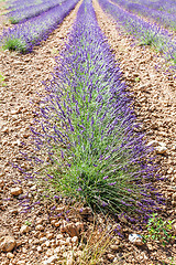 Image showing Lavander field