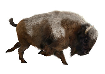 Image showing American Bison