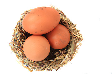 Image showing eggs in the nest 