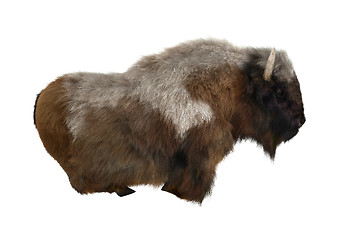 Image showing American Bison