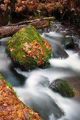 Image showing Fall Autumn Leaves Forest Stream Bubbling Brook Mossy River