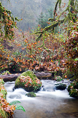 Image showing Fall Autumn Forest Stream Bubbling Brook Mossy River