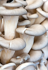Image showing Oyster mushroom.