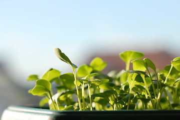 Image showing Green seedlings on sunlight