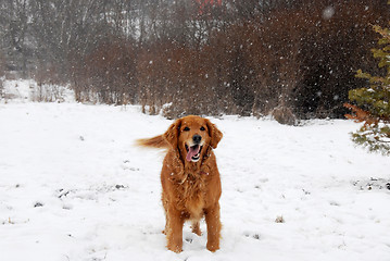 Image showing Golden retriever at snowfall