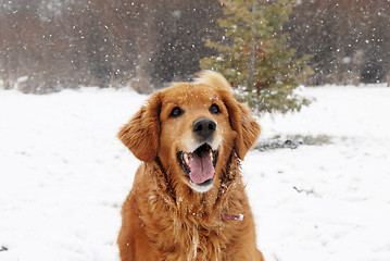 Image showing Golden retriever at snowfall