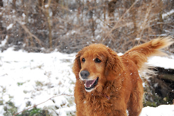 Image showing Golden retriever at snowfall