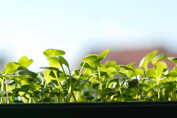 Image showing Green seedlings on sunlight