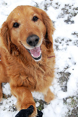 Image showing Golden retriever portrait at snow